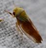 Oncopsis carpini